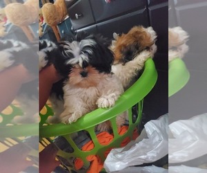 Shih Tzu Puppy for sale in WEST COVINA, CA, USA