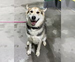 Small Gerberian Shepsky