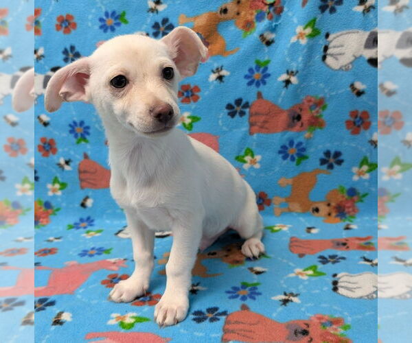 Medium Photo #1 Chihuahua-Unknown Mix Puppy For Sale in Chico, CA, USA