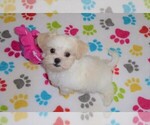 Small Photo #9 Shih Tzu Puppy For Sale in ORO VALLEY, AZ, USA