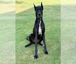 Small #3 Great Dane