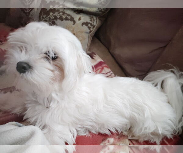 Medium Photo #2 Maltese Puppy For Sale in St. Louis Park, MN, USA