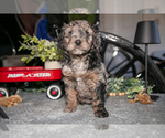 Small #1 Labradoodle-Poodle (Miniature) Mix