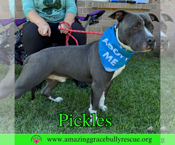 Medium Photo #7 American Bulldog-Unknown Mix Puppy For Sale in Pensacola, FL, USA