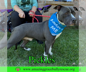 Pickles - Male American Bulldog-Unknown Mix Dog for Adoption - Photo #7