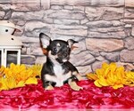 Small #7 Chihuahua