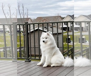 Samoyed Puppy for sale in ANDOVER, MN, USA