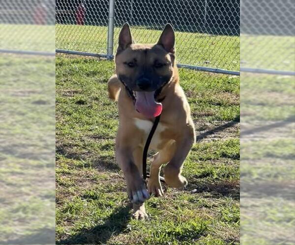 Medium Photo #2 German Shepherd Dog-Unknown Mix Puppy For Sale in Louisville, KY, USA