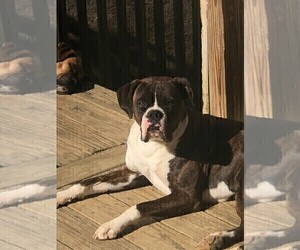Father of the Boxer puppies born on 05/12/2022