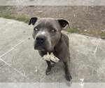 GENE KELLY - Male Mutt Dog for Adoption - Small photo