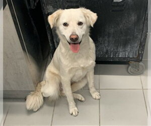 Labrador Retriever-Unknown Mix Dogs for adoption in Corpus Christi, TX, USA