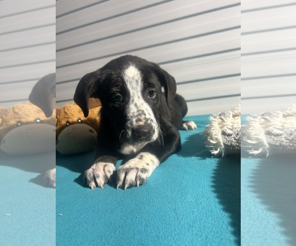 Medium Photo #4 Mutt Puppy For Sale in Tarrytown, GA, USA