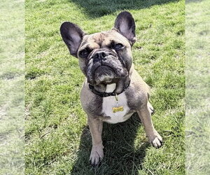 Bennie - Male French Bulldog Dog for Adoption - Photo #3