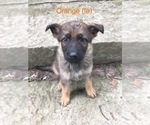 Small Photo #4 German Shepherd Dog Puppy For Sale in LAUREL, IN, USA