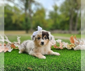 Australian Shepherd Puppy for sale in INDIANAPOLIS, IN, USA