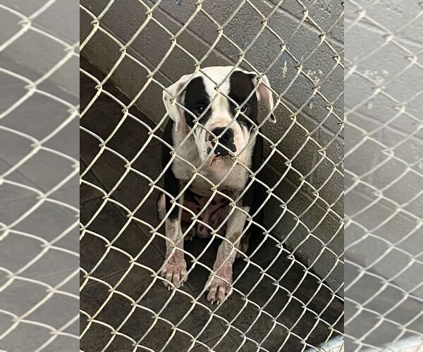 Medium Photo #8 Boxer Puppy For Sale in Burnsville, MN, USA
