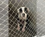 Small #7 Boxer