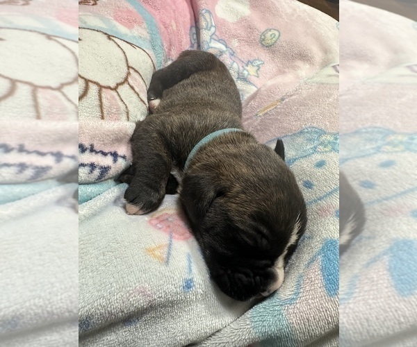 Medium Photo #35 Boxer Puppy For Sale in RALEIGH, NC, USA