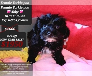 YorkiePoo Puppy for sale in TUCSON, AZ, USA