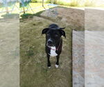 Small #3 Boxador