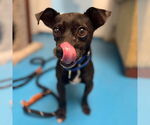 Small #2 Chihuahua Mix