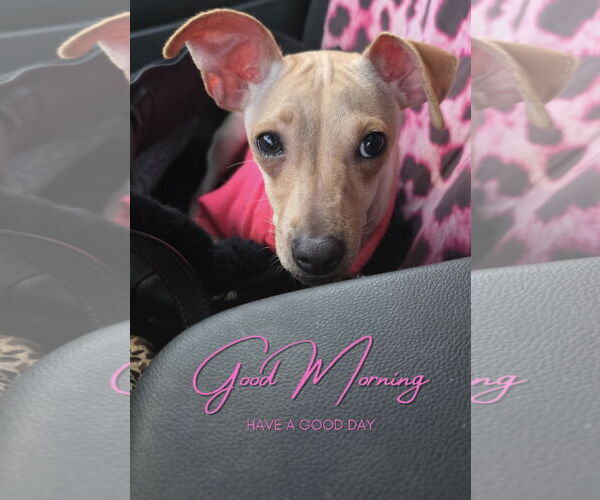 Medium Photo #6 Jack Chi Puppy For Sale in Princeton, MN, USA