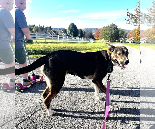 Medium Photo #4 Mutt Puppy For Sale in Hinton, WV, USA