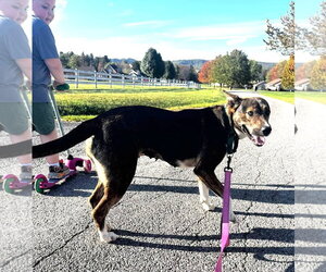 Lucy (3yo, 50ibs) - Female Mutt Dog for Adoption - Photo #4