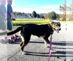 Small Photo #4 Mutt Puppy For Sale in Hinton, WV, USA