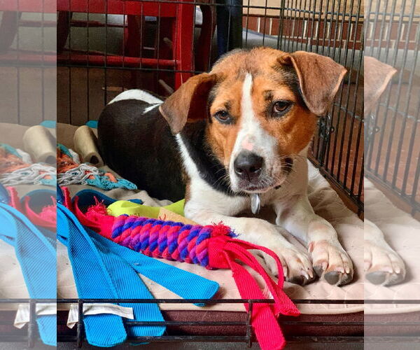 Medium Photo #3 Mutt Puppy For Sale in  Gainesville, FL, USA