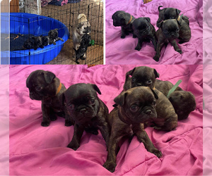 Buggs Puppy for sale in GREAT BEND, KS, USA
