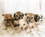 Small Photo #4 Coton de Tulear-Unknown Mix Puppy For Sale in BROGUEVILLE, PA, USA