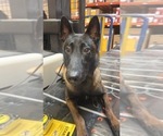 Small Photo #1 Belgian Malinois Puppy For Sale in ROCHESTER, NY, USA