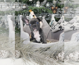 French Bulldog Puppy for sale in SACRAMENTO, CA, USA