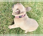Small Photo #20 French Bulldog Puppy For Sale in CANYON, TX, USA