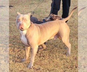 Father of the American Bully puppies born on 12/29/2021