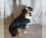Small Photo #1 Australian Shepherd Puppy For Sale in PHOENIX, AZ, USA