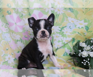 Boston Terrier-Faux Frenchbo Bulldog Mix Puppy for sale in SHILOH, OH, USA