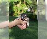Puppy Goju Schnauzer (Miniature)