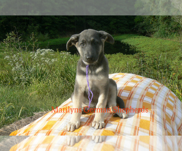 Medium Photo #2 German Shepherd Dog Puppy For Sale in PIEDMONT, MO, USA