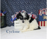 Cyclone - Male Poodle (Toy) Puppy for Sale - Photo #13