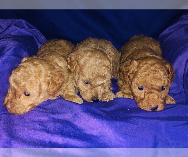 Medium Photo #14 Poodle (Toy) Puppy For Sale in CARTHAGE, MO, USA