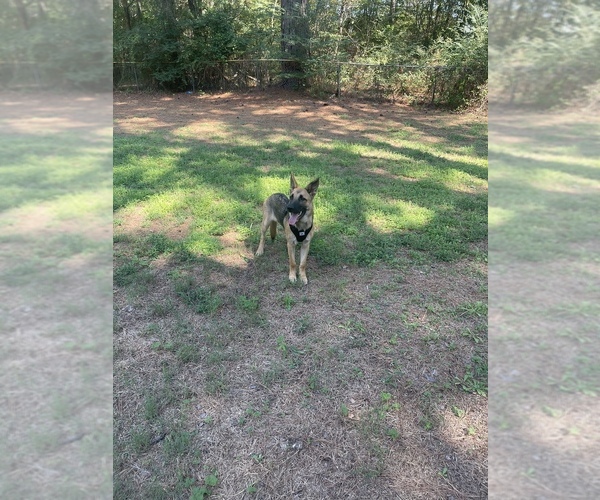 Medium Photo #1 German Shepherd Dog Puppy For Sale in GILMER, TX, USA