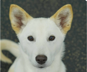 Mutt Dogs for adoption in San Ramon, CA, USA