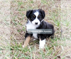 Miniature Australian Shepherd Puppy for sale in ZEBULON, NC, USA