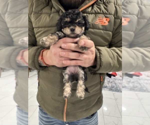 Medium Photo #4 Poodle (Miniature) Puppy For Sale in TOPPENISH, WA, USA