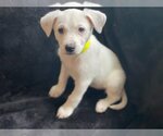 Small Photo #11 Shepradors Puppy For Sale in Attalka, AL, USA