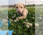 Small #1 Labrador Retriever Mix
