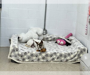 Buddy - Male Chihuahua Dog for Adoption - Photo #2