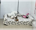 Small Photo #2 Chihuahua Puppy For Sale in York, SC, USA